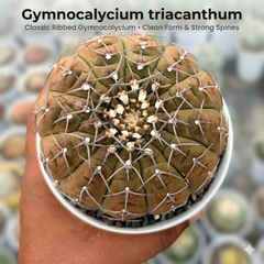 Gymnocalycium triacanthum