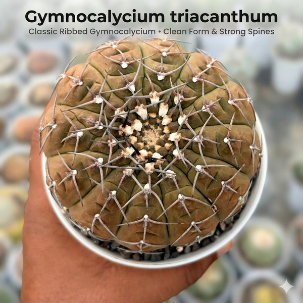 Gymnocalycium triacanthum