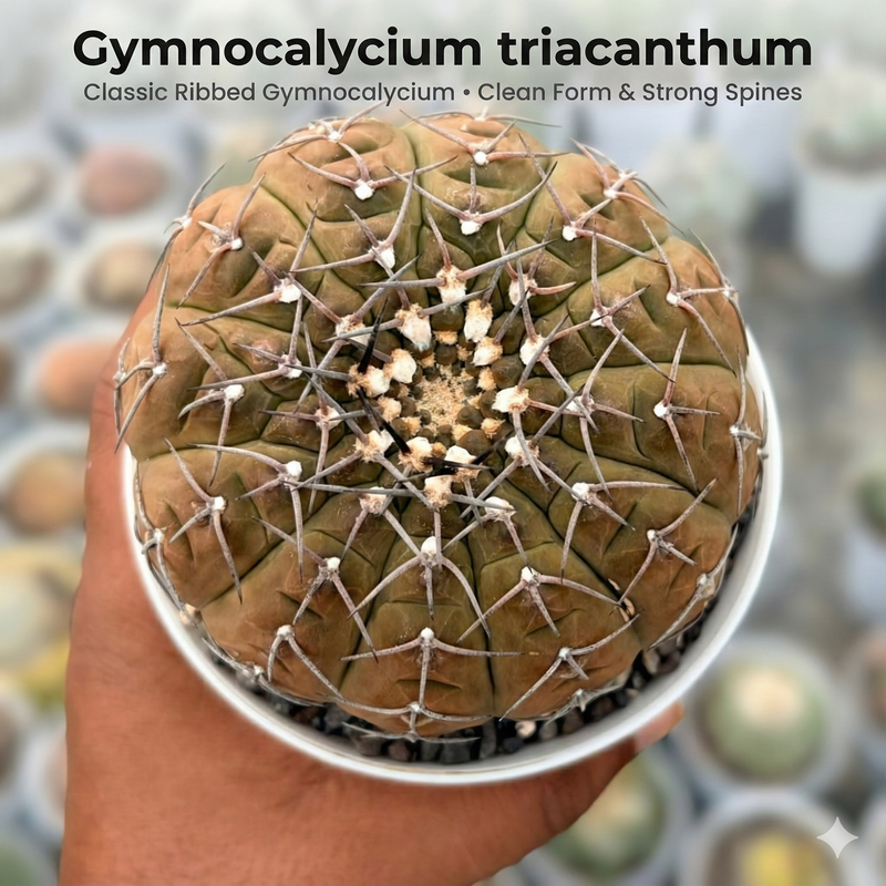 Gymnocalycium triacanthum