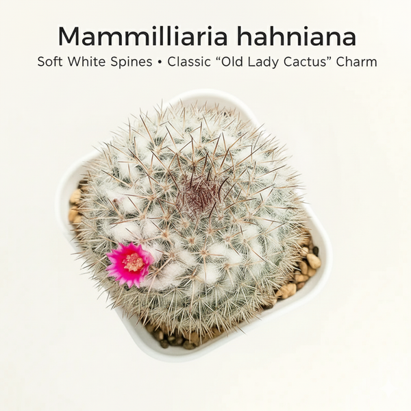 Mammillaria hahniana