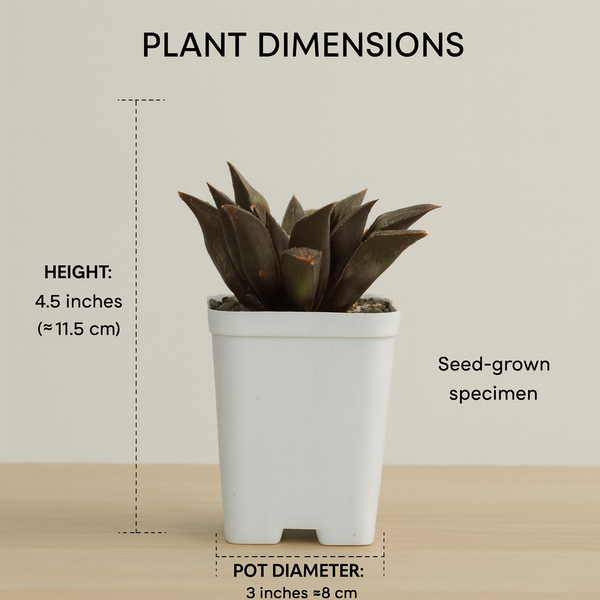 Haworthia pattaya