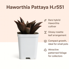 Haworthia pattaya