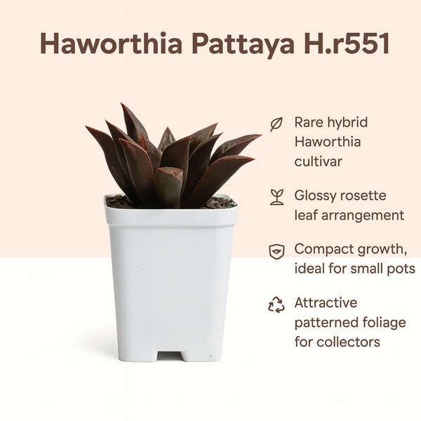 Haworthia pattaya