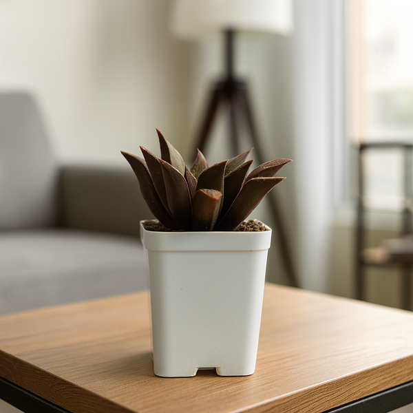 Haworthia pattaya