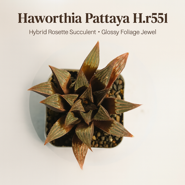 Haworthia pattaya