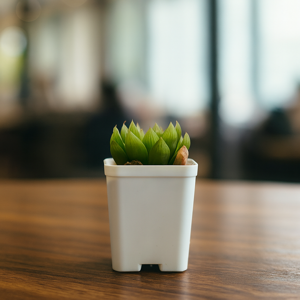 Haworthia cymbiformis