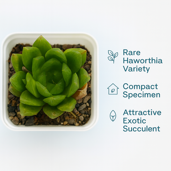 Haworthia cymbiformis