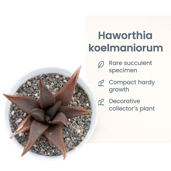 Haworthia koelmaniorum