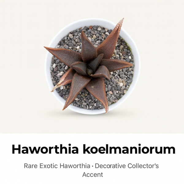 Haworthia koelmaniorum