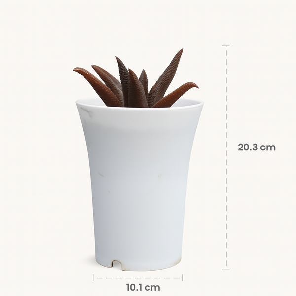 Haworthia koelmaniorum