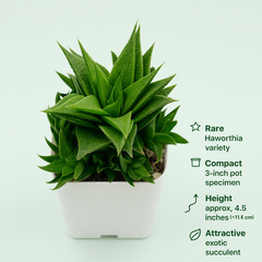 Haworthia lotusiana