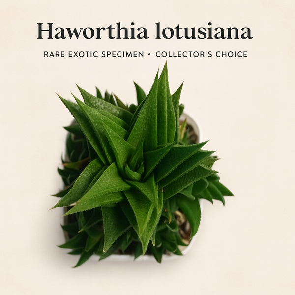 Haworthia lotusiana
