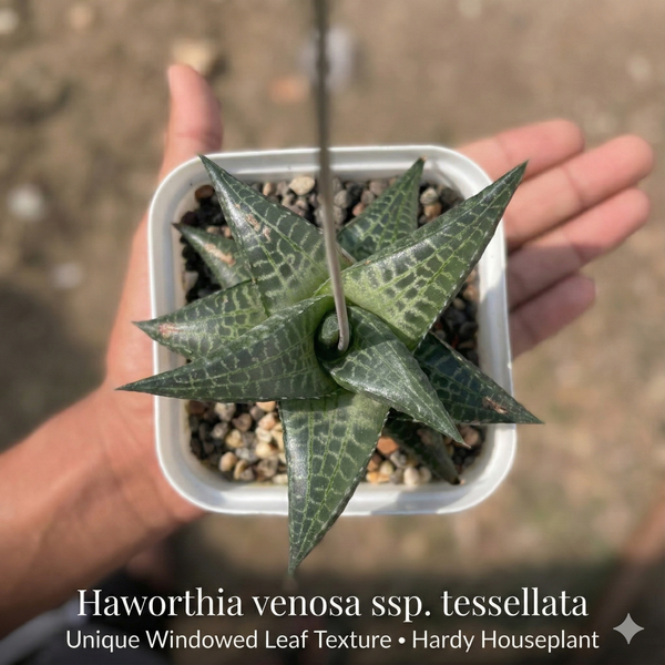 Haworthia venosa ssp. tessellata