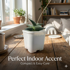 Haworthia venosa ssp. tessellata