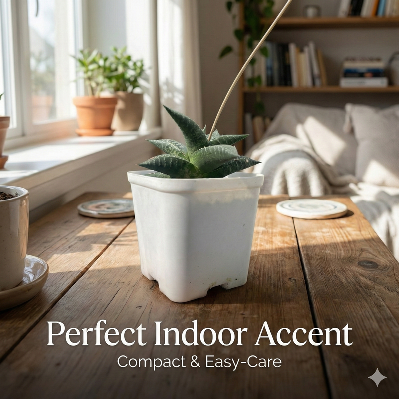 Haworthia venosa ssp. tessellata