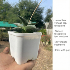 Haworthia venosa ssp. tessellata