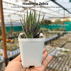 Haworthia zebra