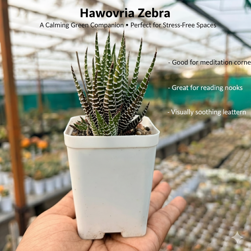 Haworthia zebra
