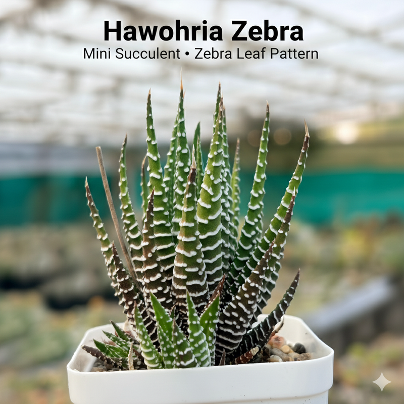 Haworthia zebra
