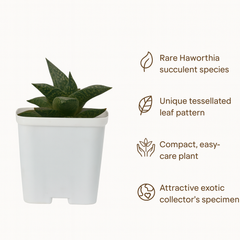 Haworthia venosa ssp. tessellata
