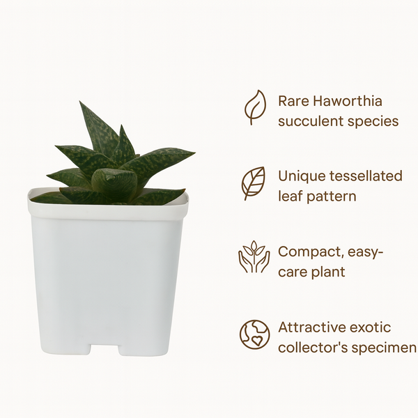 Haworthia venosa ssp. tessellata