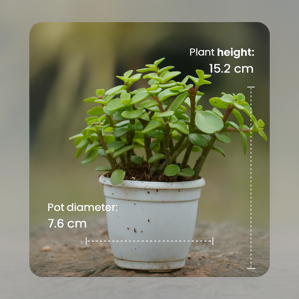 Jade Bonsai Plant 2