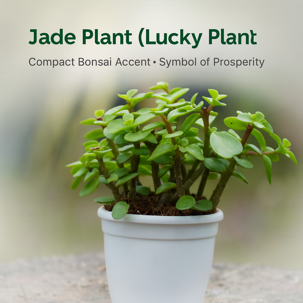Jade Bonsai Plant 2