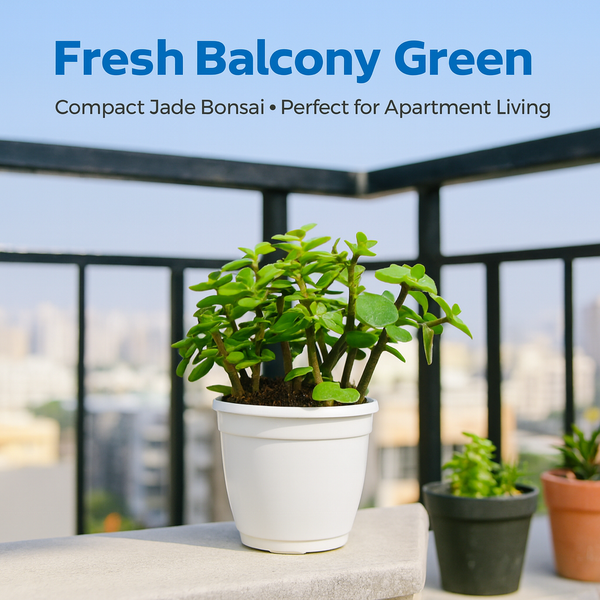 Jade Bonsai Plant 2