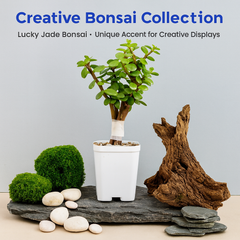 Jade Plant (Lucky Plant / Kuber Plant)