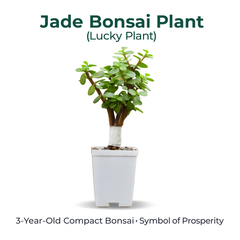 Jade Plant (Lucky Plant / Kuber Plant)