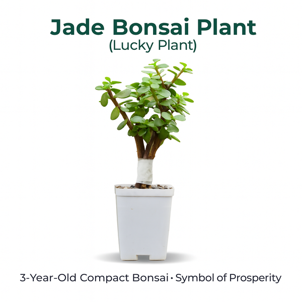 Jade Plant (Lucky Plant / Kuber Plant)