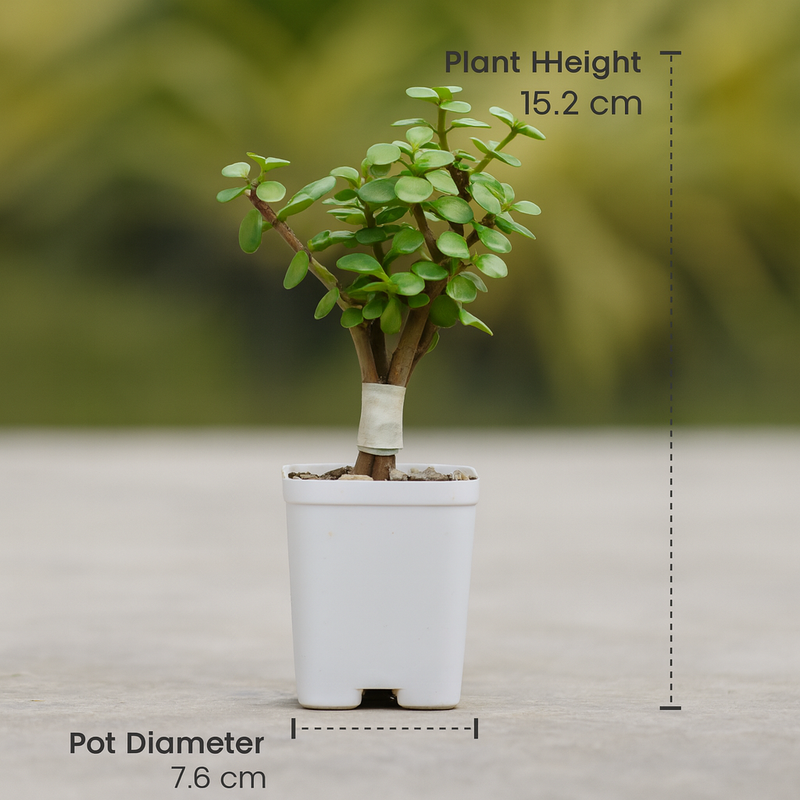 Jade Plant (Lucky Plant / Kuber Plant)
