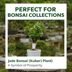 Jade Plant (Lucky Plant / Kuber Plant)