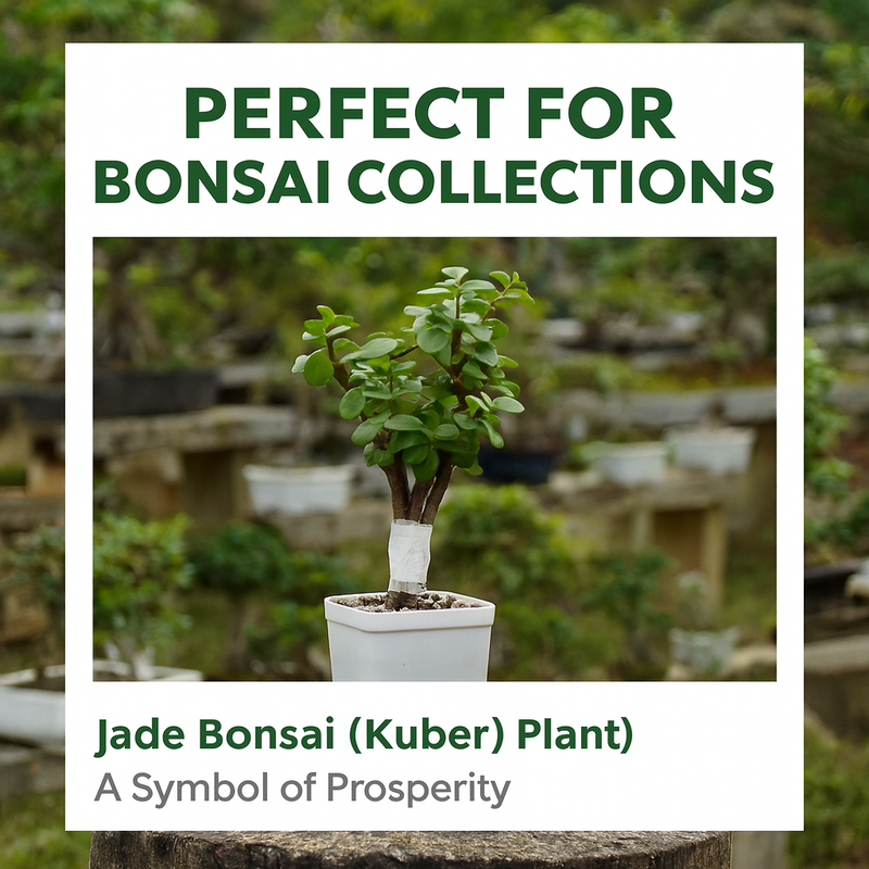Jade Plant (Lucky Plant / Kuber Plant)