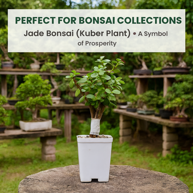 Jade Plant (Lucky Plant / Kuber Plant)