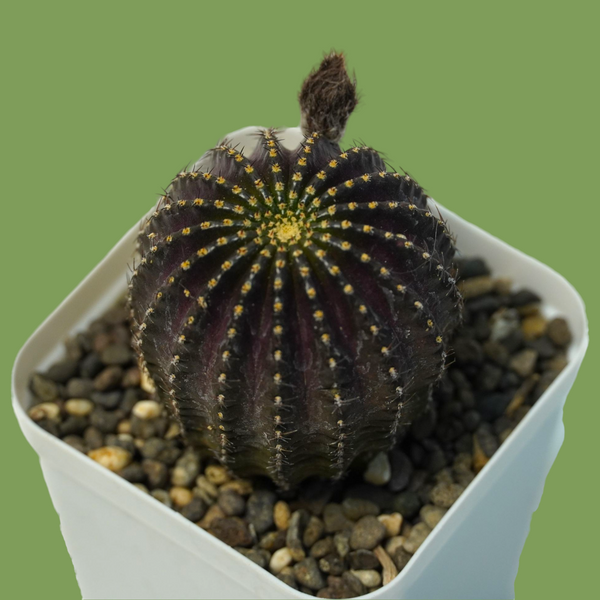 Lobivia napina