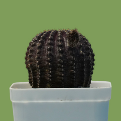 Lobivia napina