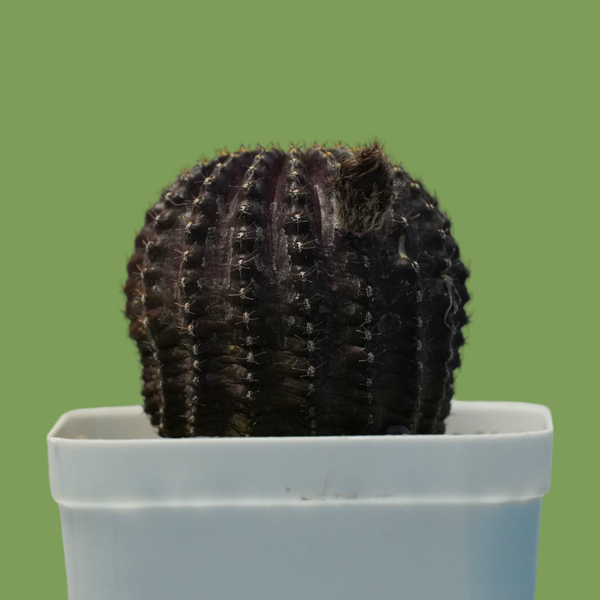 Lobivia napina