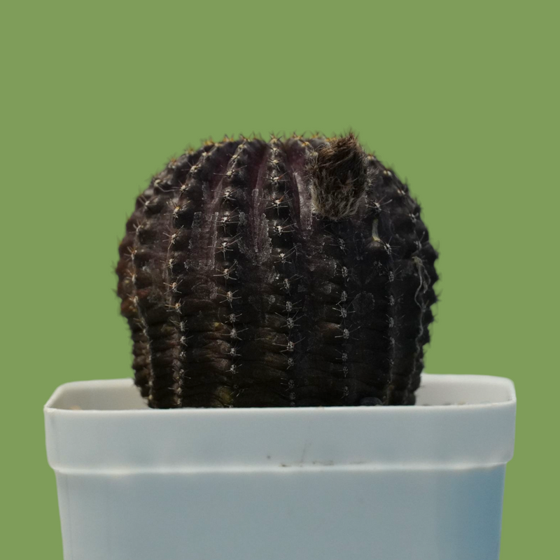 Lobivia napina
