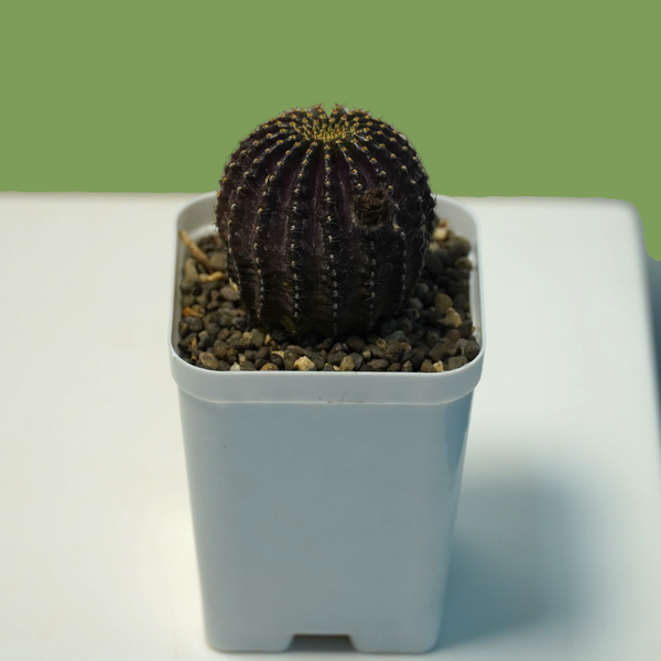 Lobivia napina