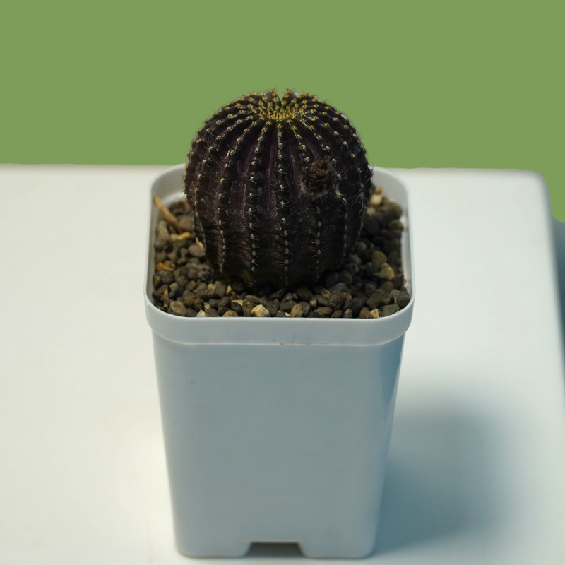 Lobivia napina