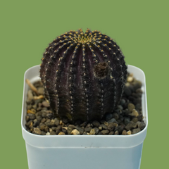 Lobivia napina