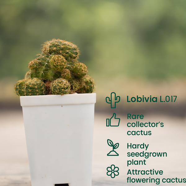 Lobivia L. 017