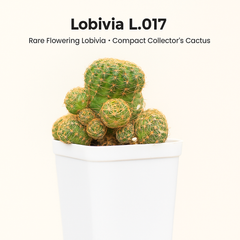 Lobivia L. 017