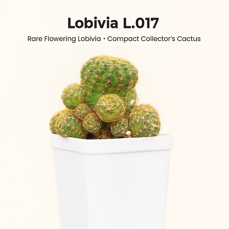 Lobivia L. 017