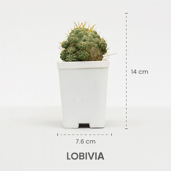 Lobivia caineana