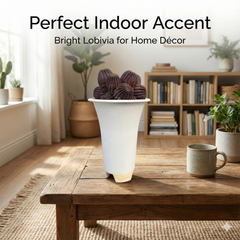 Lobivia napina flowering cactus