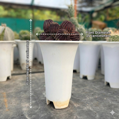 Lobivia napina flowering cactus