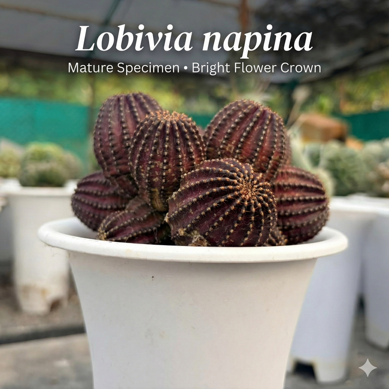 Lobivia napina flowering cactus