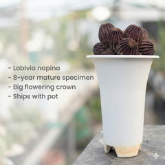 Lobivia napina flowering cactus